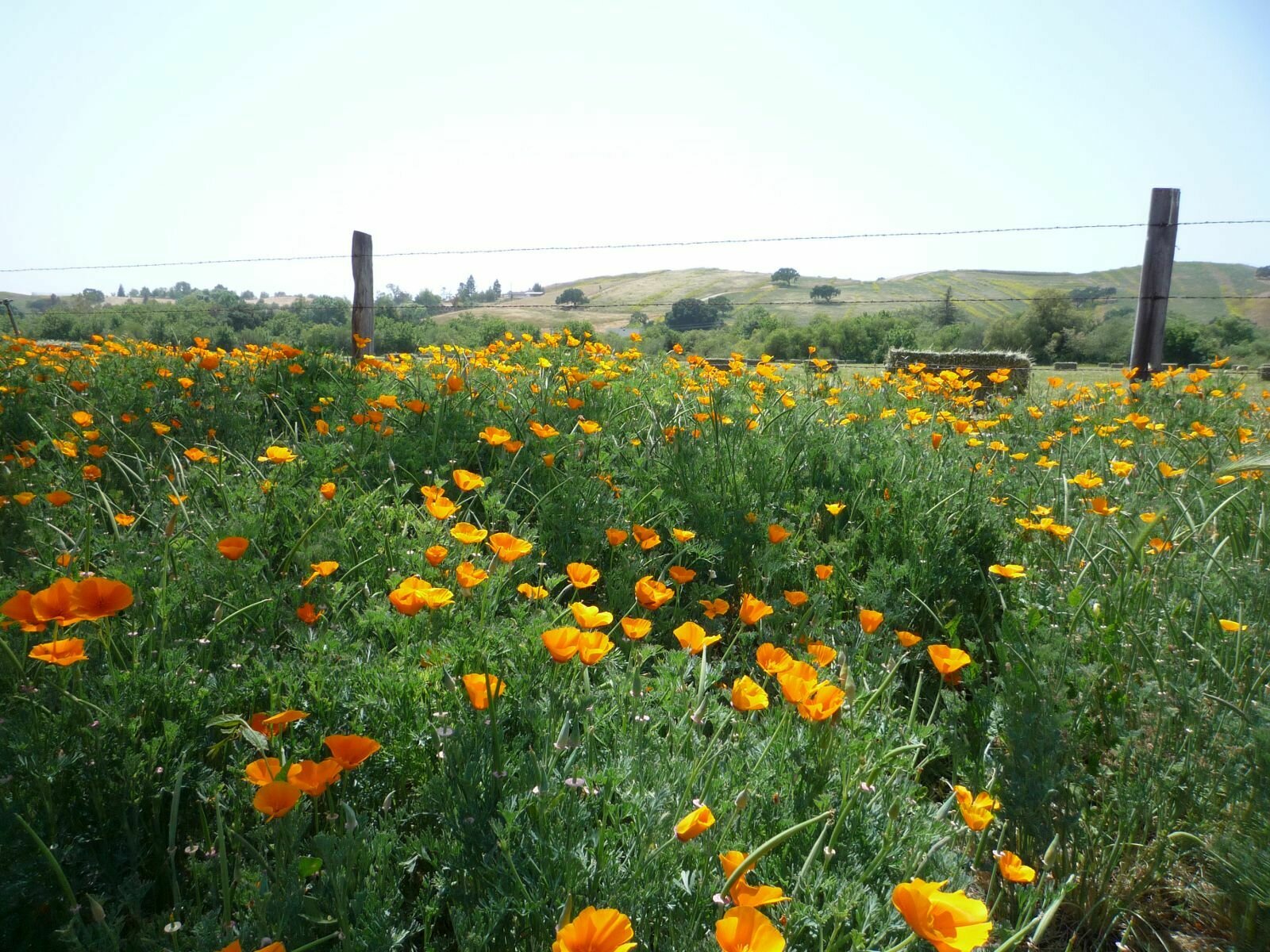 High Resolution Eschscholzia californica Plant